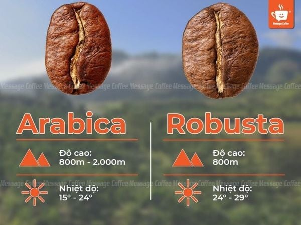 phân biệt cà phê Arabica và Robusta
