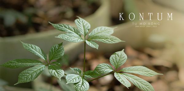 “Quốc bảo” Sâm ngọc linh và những giá trị không ngờ