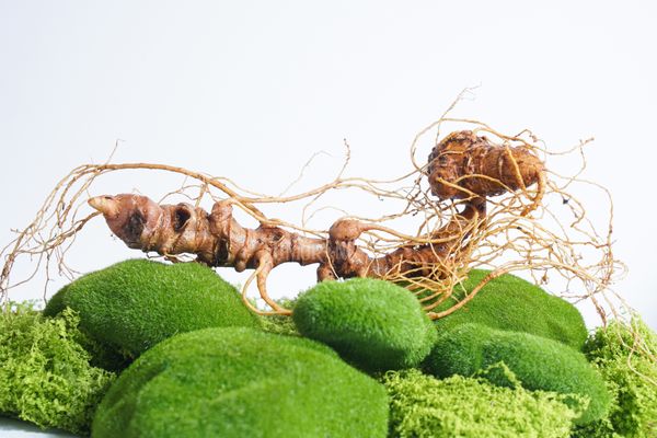 Giải mã “kho báu hóa học” trong sâm Ngọc Linh: 84 saponin quý và khát vọng xây dựng thương hiệu dược liệu quốc gia