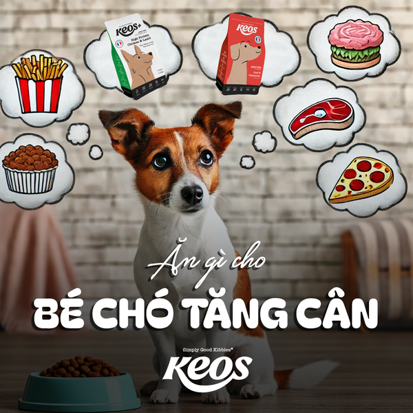 CHO BÉ CÚN ĂN GÌ ĐỂ DỄ TĂNG CÂN
