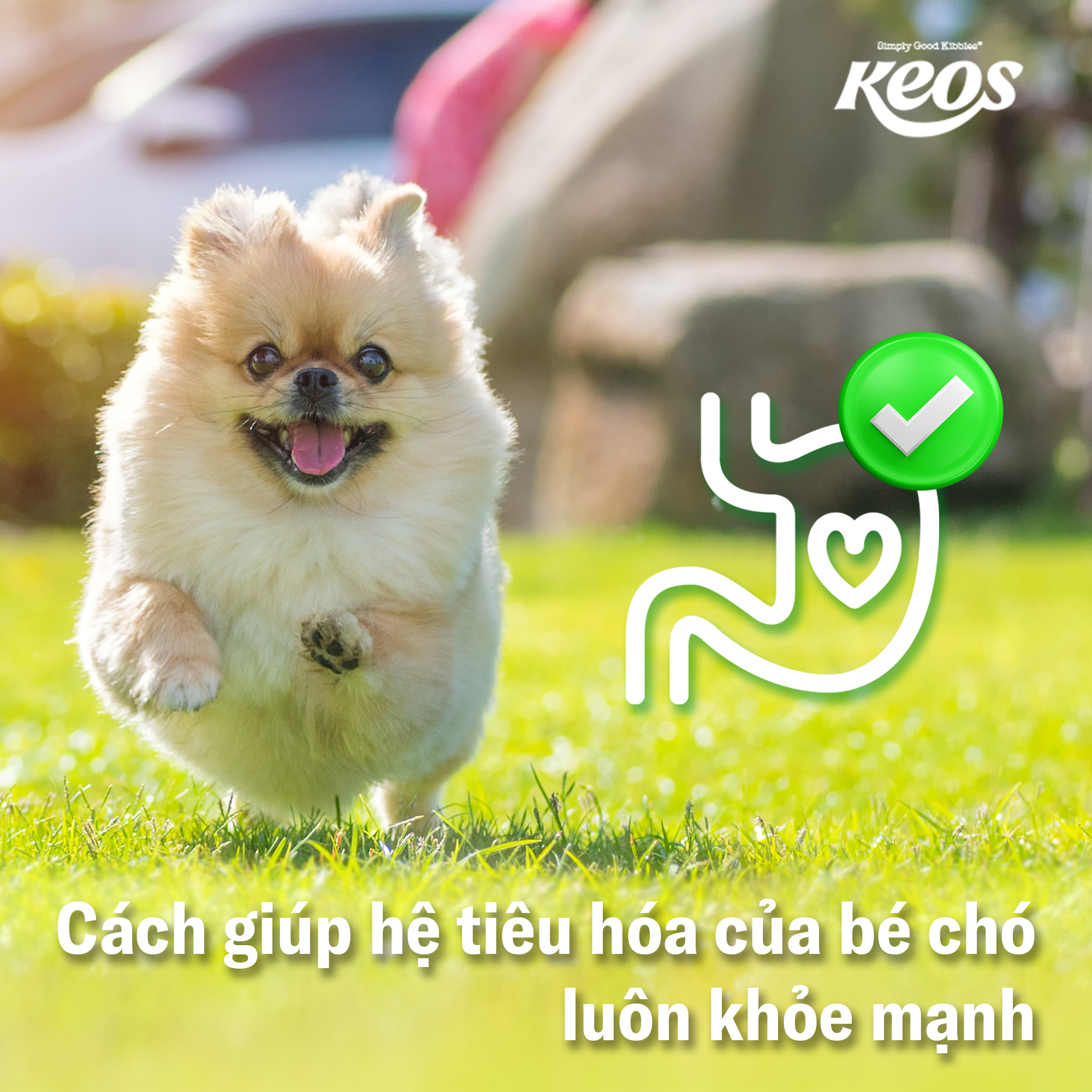 CÁCH GIÚP HỆ TIÊU HÓA BÉ CHÓ LUÔN KHỎE MẠNH.
