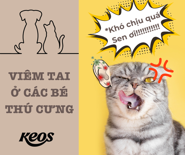 Viêm tai giữa/ tai trong ở các bé thú cưng