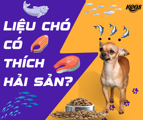 LIỆU CHÓ CÓ THÍCH HẢI SẢN?