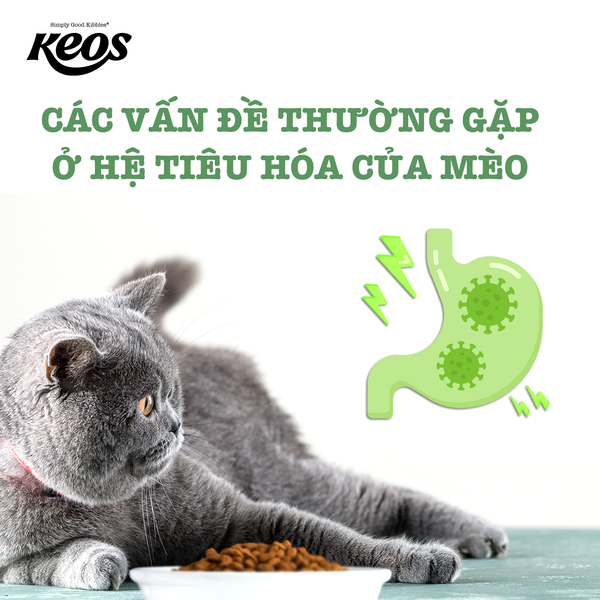CÁC VẤN ĐỀ THƯỜNG GẶP Ở HỆ TIÊU HÓA Ở MÈO