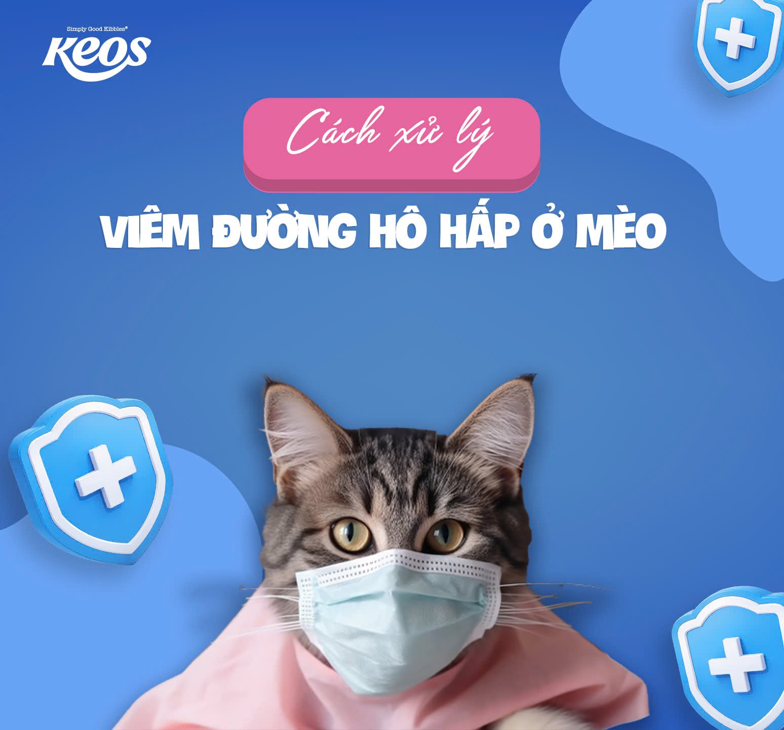 MÈO BỊ VIÊM ĐƯỜNG HÔ HẤP VÀ CÁCH XỬ LÍ