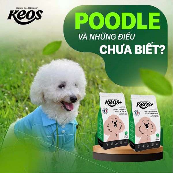 POODLE VÀ NHỮNG ĐIỀU CHƯA BIẾT.