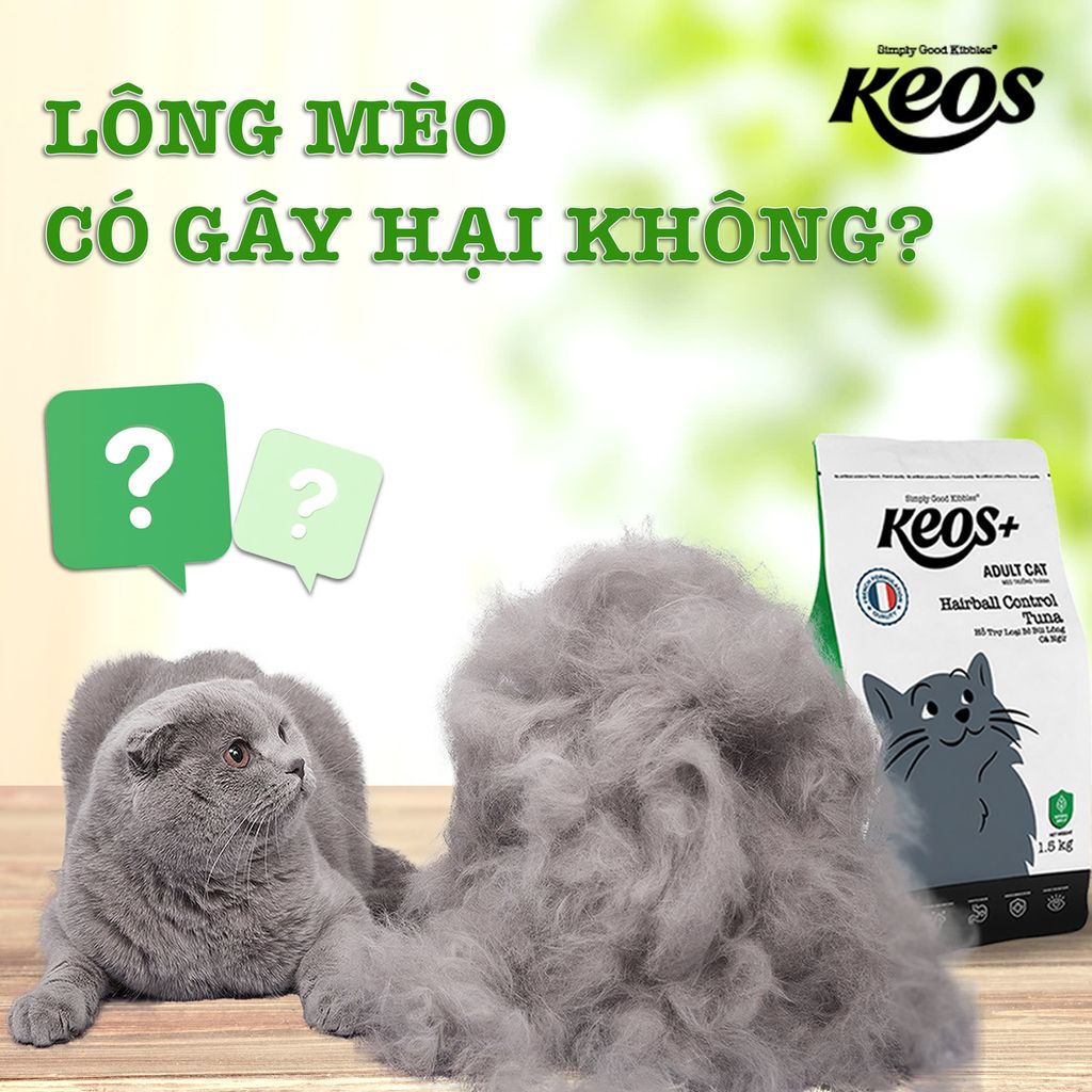 LÔNG MÈO CÓ GÂY HẠI KHÔNG?