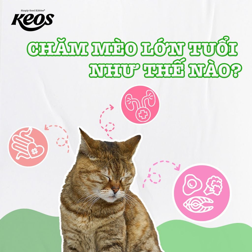CÁCH CHĂM SÓC CHO MÈO LỚN TUỔI