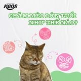 CÁCH CHĂM SÓC CHO MÈO LỚN TUỔI