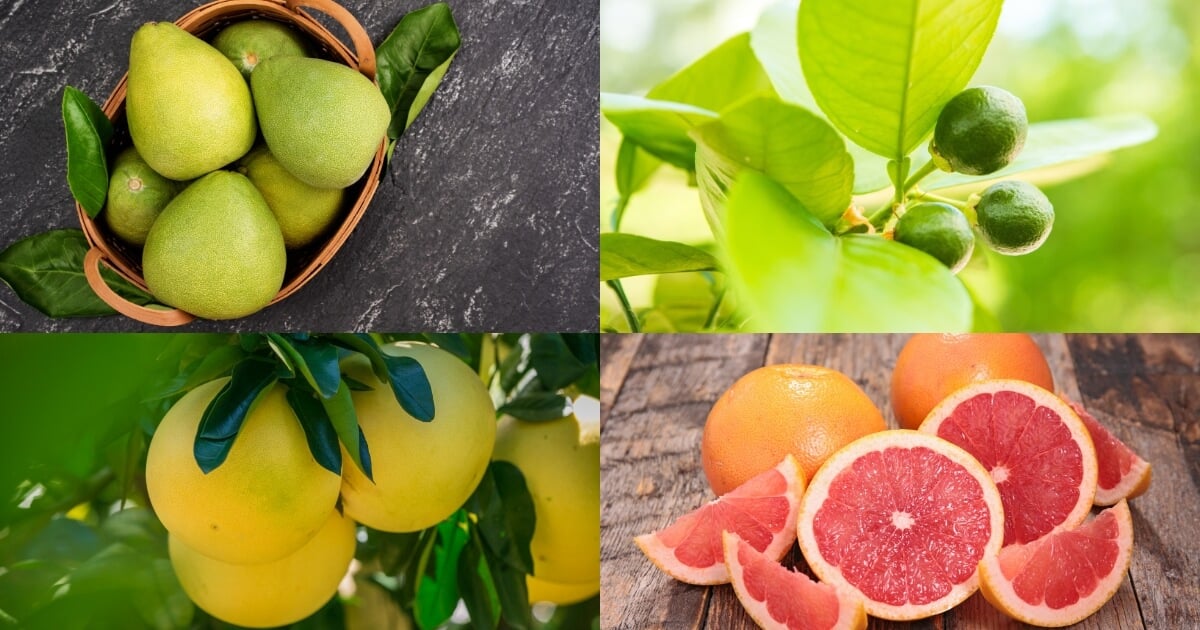 Cách Phân Biệt Bưởi Da Xanh Với Các Loại Bưởi Khác: Mẹo Đi Chợ Chuẩn Xác