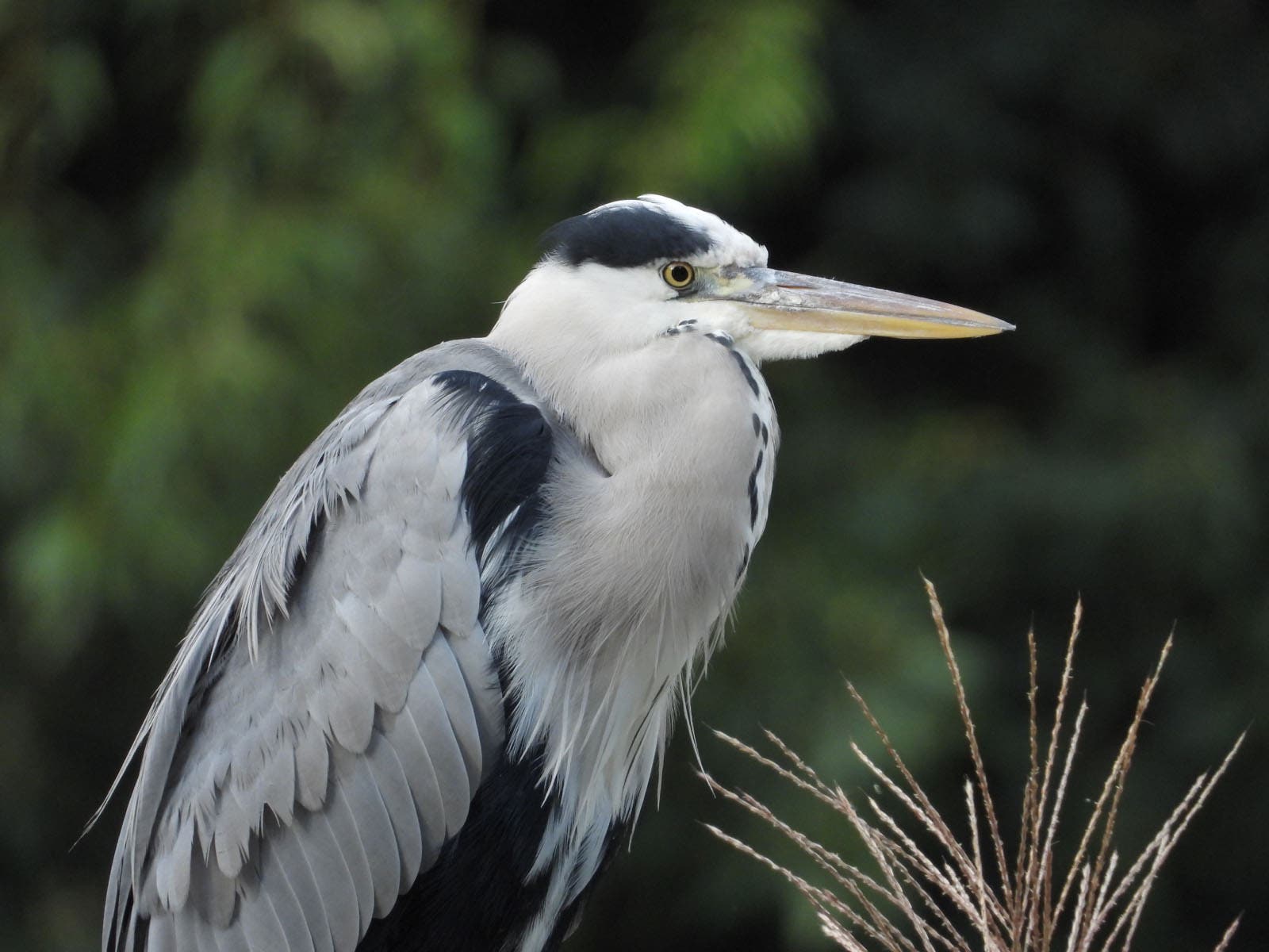 Heron at 359mm