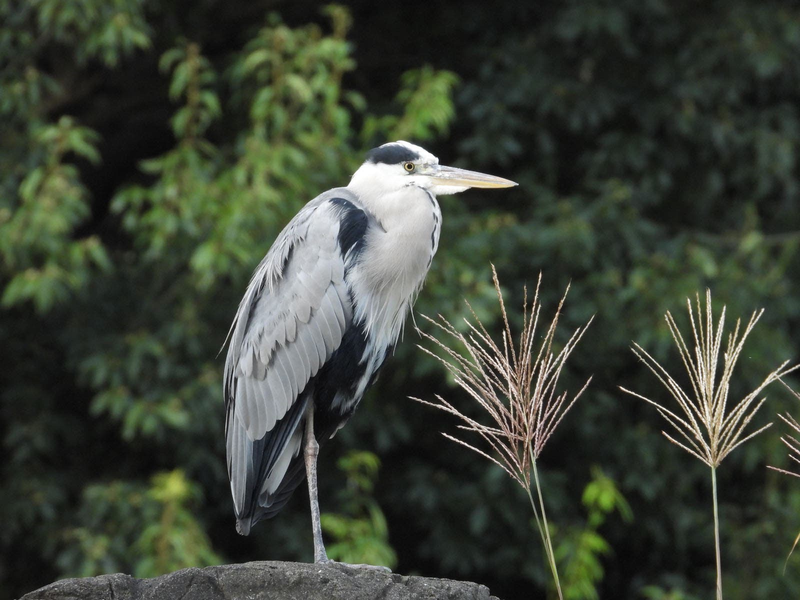 Heron at 180mm