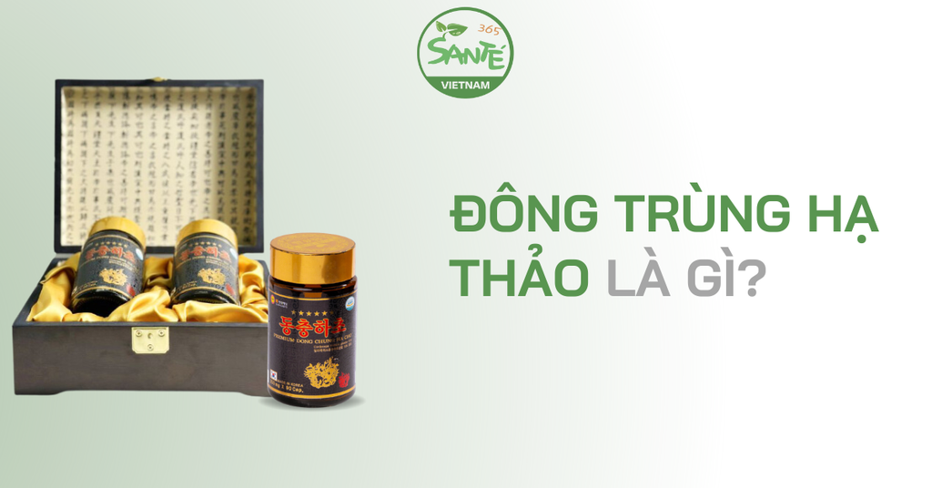 ĐÔNG TRÙNG HẠ THẢO LÀ GÌ?