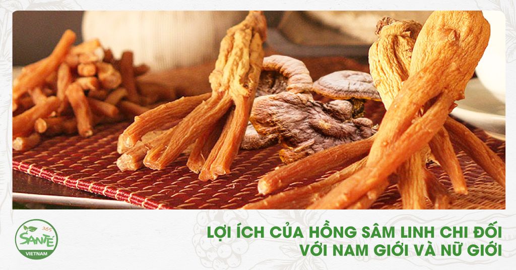 LỢI ÍCH CỦA HỒNG SÂM, LINH CHI ĐỐI VỚI NAM VÀ NỮ GIỚI