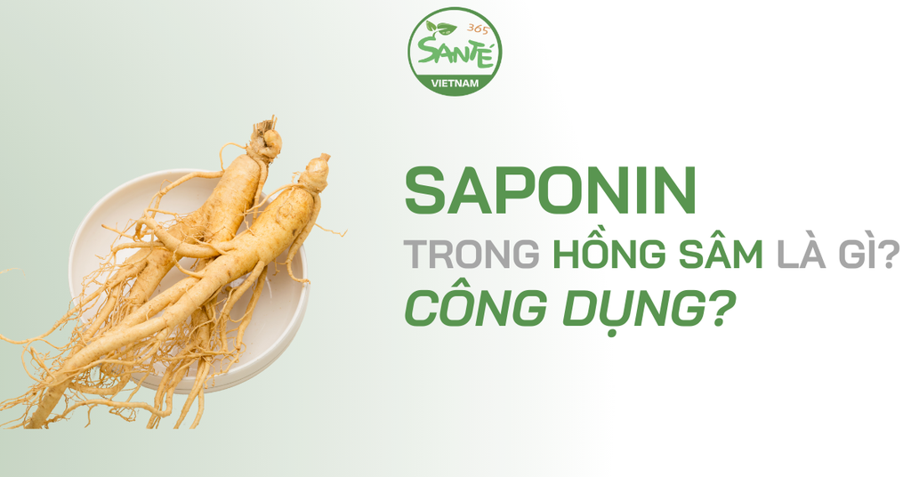 SAPONIN TRONG HỒNG SÂM LÀ GÌ? CÔNG DỤNG?