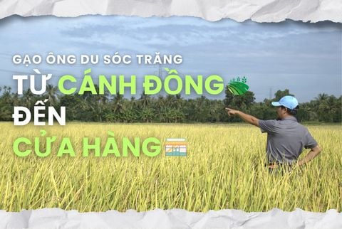 GẠO ÔNG DU SÓC TRĂNG - QUI TRÌNH 5 BƯỚC TỪ CÁNH ĐỒNG ĐẾN CỬA HÀNG