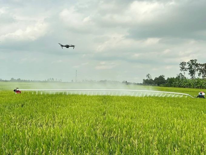 Sóc Trăng có trên 90% diện tích trồng lúa đặc sản, nhiều nhất là Lúa thơm ST