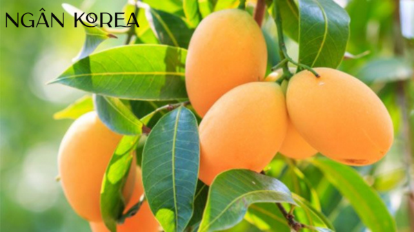 Ăn xoài có vitamin c không?