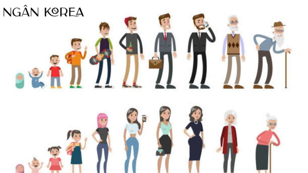 Quá trình lão hóa của con người