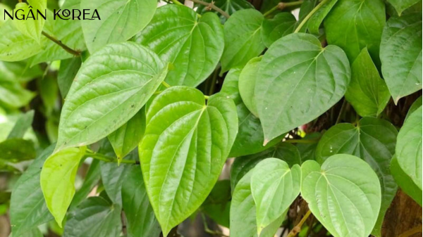 trị nám bằng lá trầu không