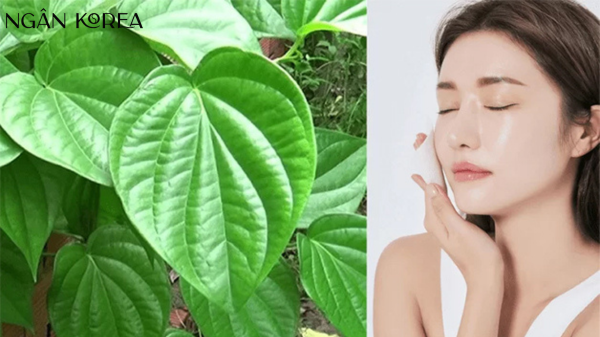 trị nám bằng lá trầu không