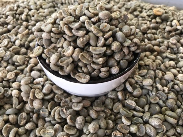 CÀ PHÊ NHÂN XANH ARABICA CHẾ BIẾN ƯỚT NÚI MIN – TINH HOA VÙNG CAO NGUYÊN