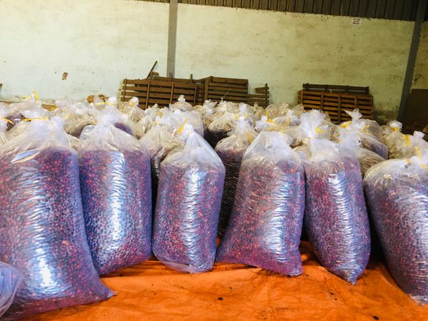 ☕ LÊN MEN YẾM KHÍ – CUỘC CÁCH MẠNG THẦM LẶNG TRONG CHẾ BIẾN CÀ PHÊ