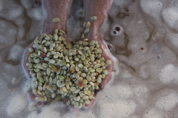 LÊN MEN CÀ PHÊ NHÂN XANH: SỰ TINH TẾ ĐẰNG SAU CÁC PHƯƠNG PHÁP LÊN MEN TỰ NHIÊN