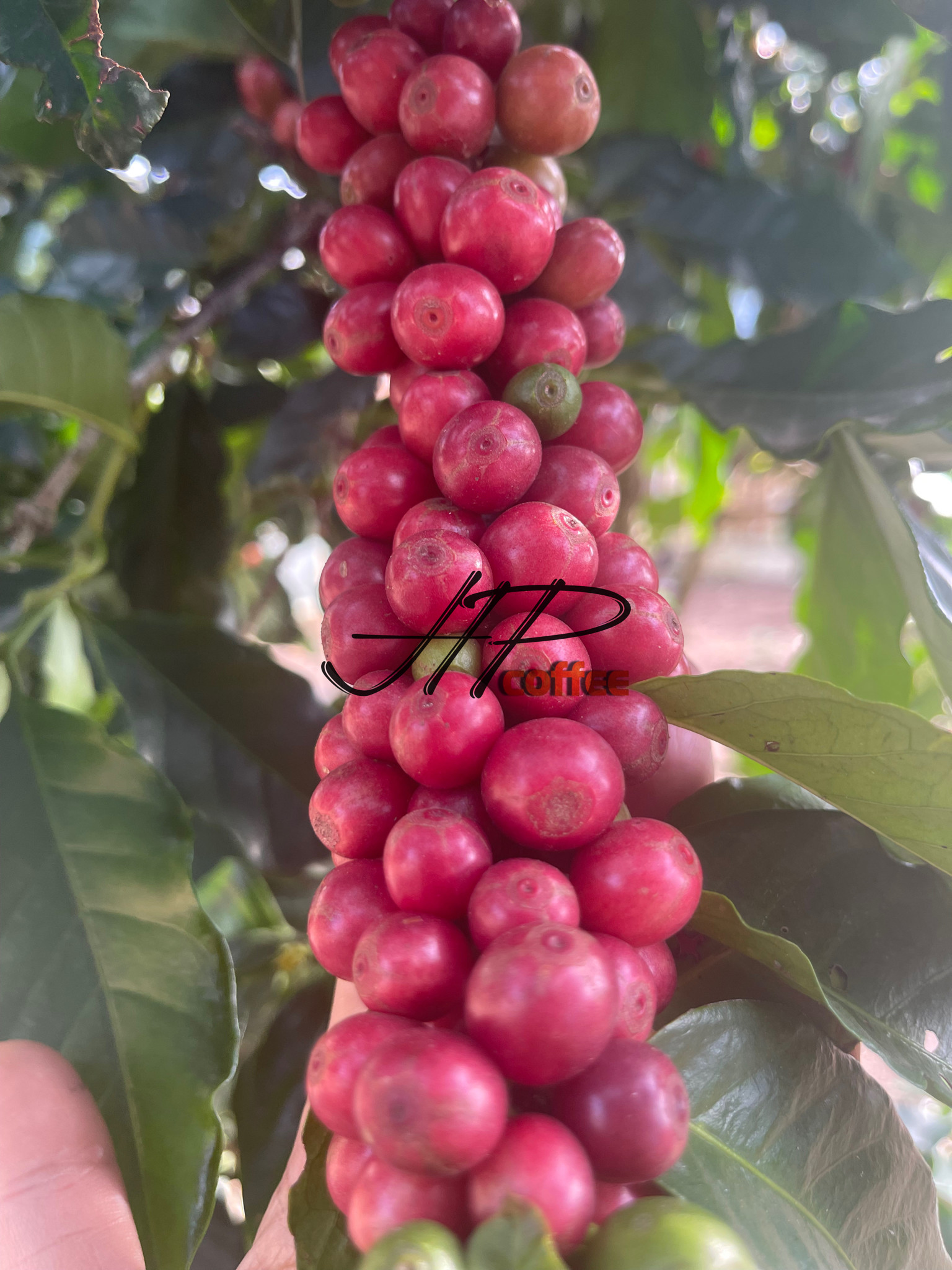 ☕ CÀ PHÊ ORGANIC – GIẤC MƠ XANH KHÓ CHẠM TỚI?