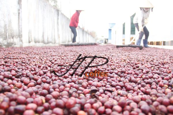 ☀️ PHƠI SẤY – LÀM KHÔ CÀ PHÊ – ĐỪNG XEM THƯỜNG KHÂU NÀY!