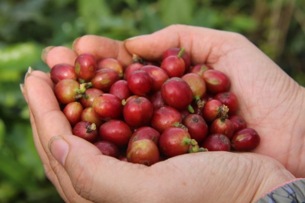 Cà Phê Specialty Là Gì? Định Nghĩa & Đặc Điểm | Hồ Phượng Coffee