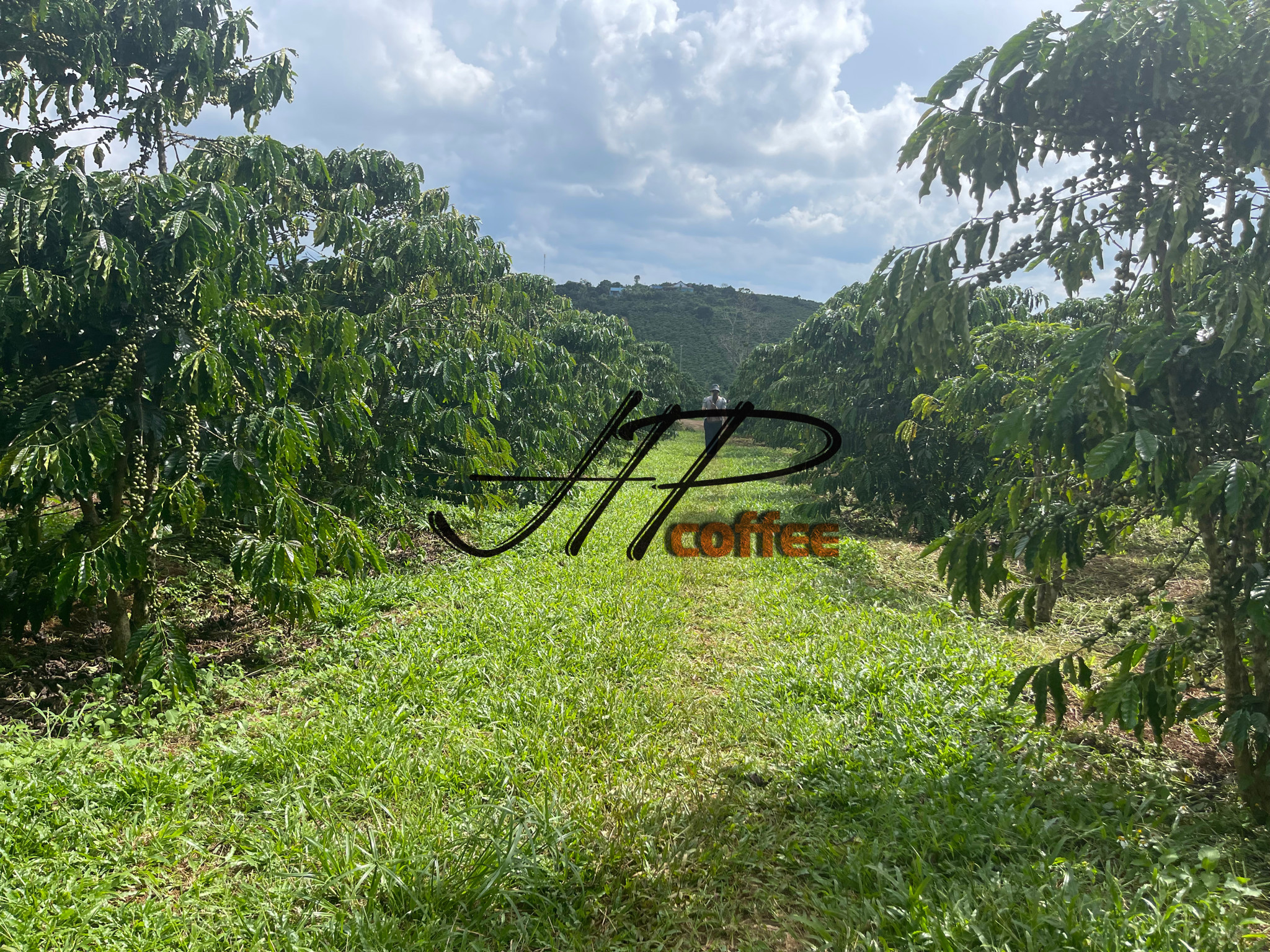 ☕ MÙA VỤ CÀ PHÊ 2025/2026 – MỘT VÀI DỰ ĐOÁN