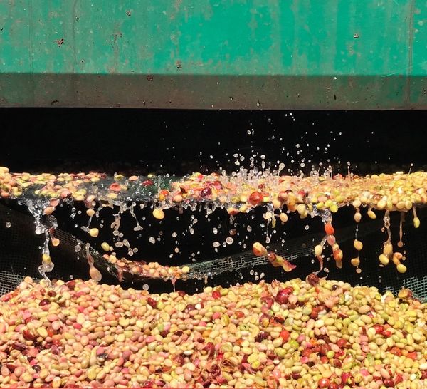 CÀ PHÊ ROBUSTA CHẾ BIẾN ƯỚT: HƯƠNG VỊ TRUYỀN THỐNG KẾT HỢP CÙNG SỰ MỚI MẺ