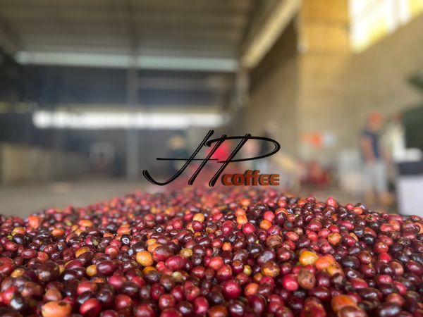 SERIES: GIẢI MÃ HƯƠNG VỊ CÀ PHÊ SPECIALTY