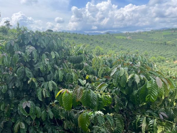 Kiến Thức Cơ Bản Về Cà Phê: Các Loại Giống Ảnh Hưởng Đến Chất Lượng Cà Phê Như Thế Nào? (Phần 2)