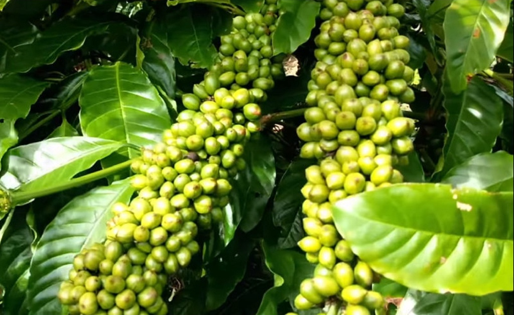 LÁ XOÀI (HỮU THIÊN)