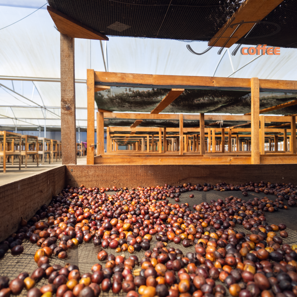 CÀ PHÊ ORGANIC TẠI VIỆT NAM