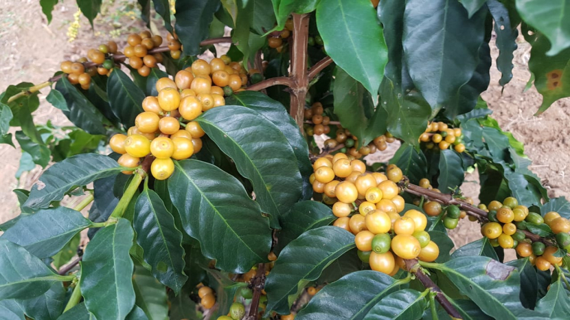 CATURRA (vàng)