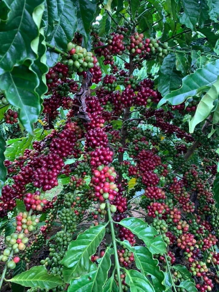 ĐỌT TÍM
