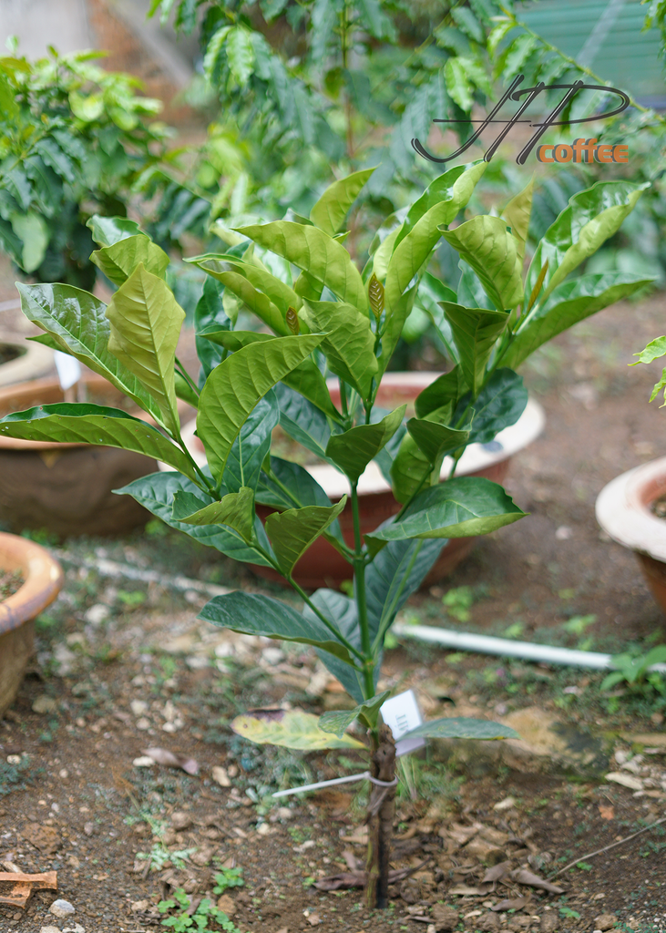 Cà Phê Excelsa (Cà Phê Mít) Là Gì? | Hồ Phượng Coffee