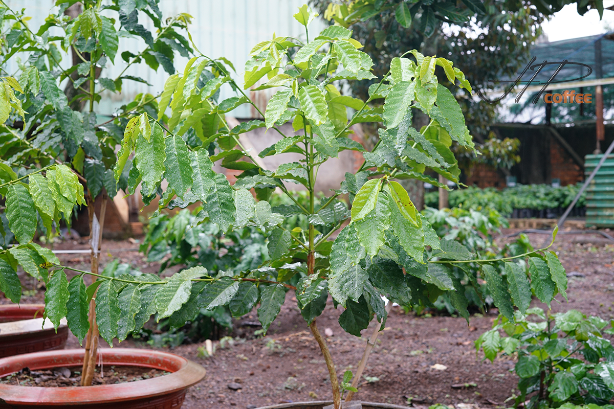 CATURRA VIVO (trái hồng)