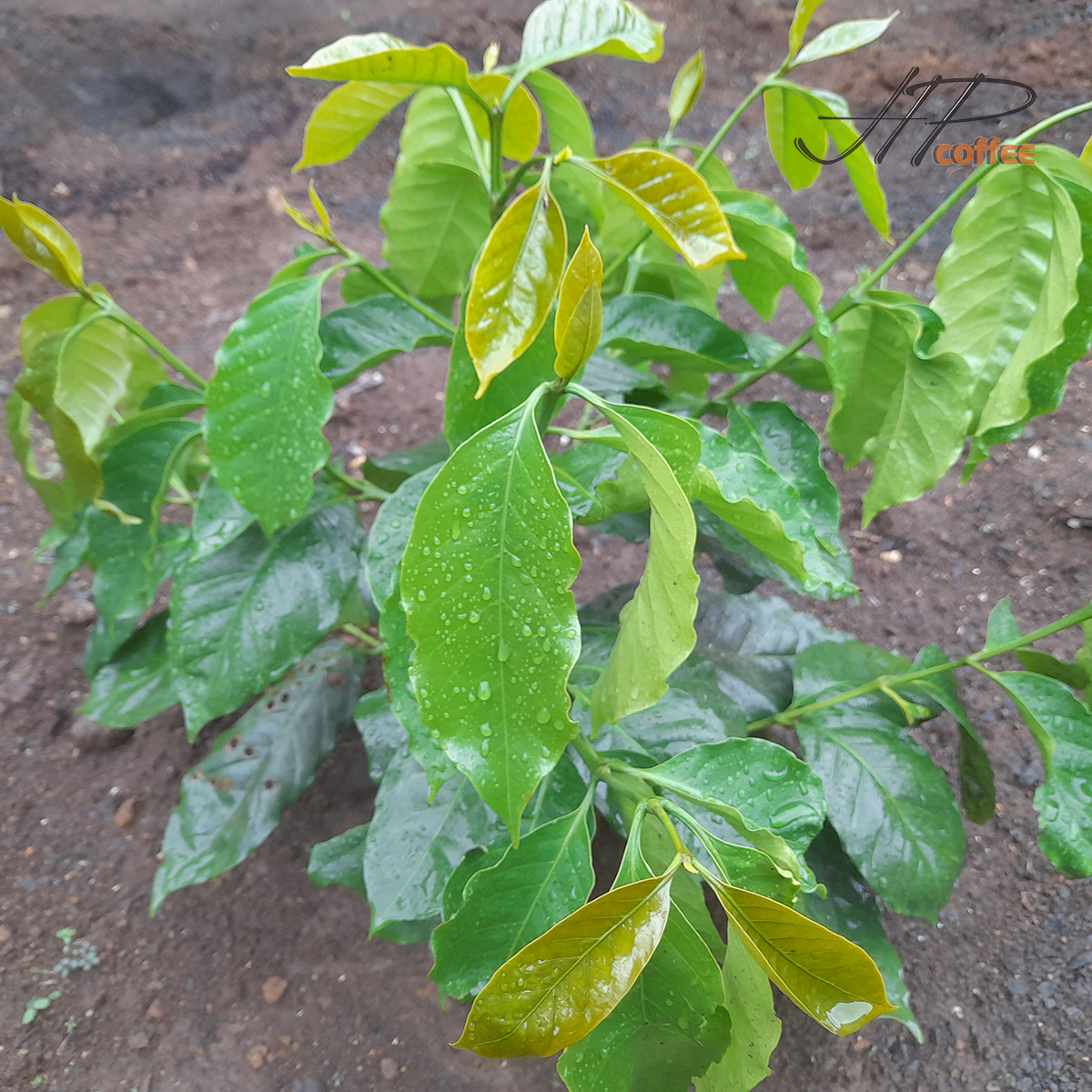 PACAMARA