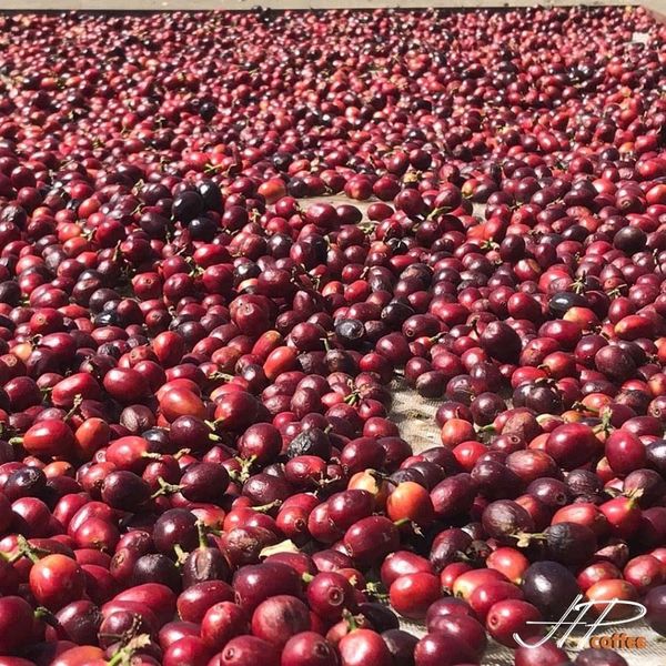 SERIES: CÀ PHÊ LÊN MEN VS LÊN MEN CÀ PHÊ