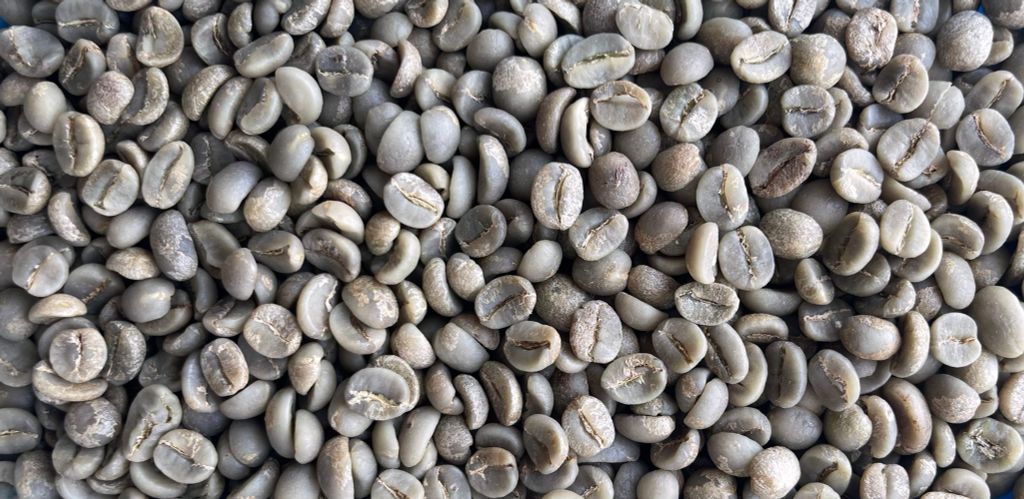 CÀ PHÊ COMMERCIAL WASHED ARABICA LÂM ĐỒNG – HƯƠNG VỊ THUẦN KHIẾT TỪ VÙNG ĐẤT CAO NGUYÊN