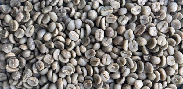 Commercial Washed Arabica Lâm Đồng: Hương Vị Thuần Khiết | Coffee