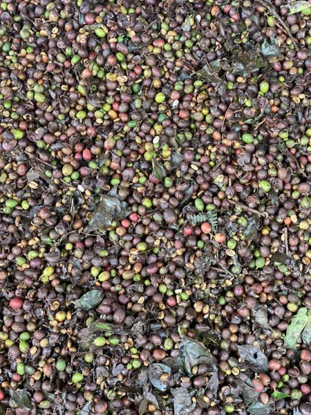 SERIES: CÀ PHÊ LÊN MEN VS LÊN MEN CÀ PHÊ