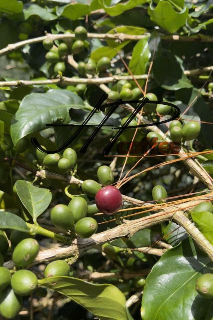 KHI TRÁI CÀ PHÊ KHÔNG CÙNG LỨA và NGƯỜI NÔNG DÂN ĐÃ KHÁC XƯA