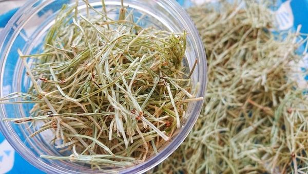 Đặc điểm của trà đuôi ngựa