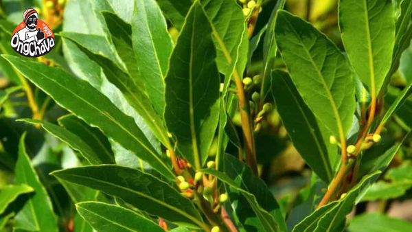 Lá Nguyệt Quế - Khám Phá Gia Vị Đậm Chất Biểu Tượng