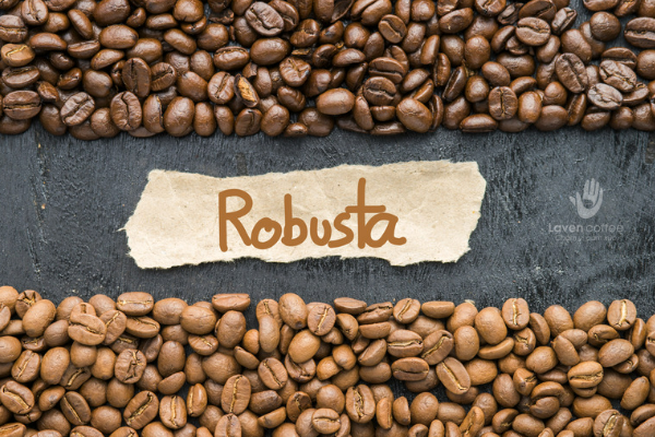 Lý do khiến cà phê robusta nguyên chất ở Buôn Ma Thuột được yêu thích tại Việt Nam